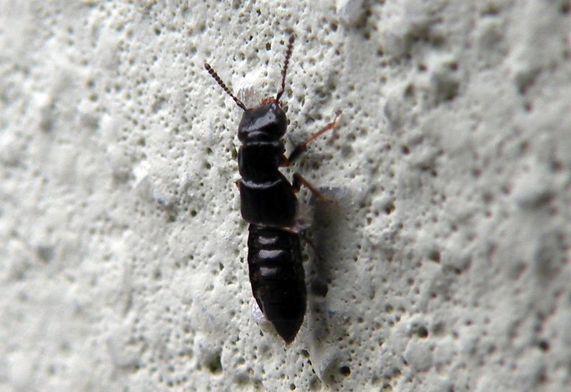 Staphylinidae ?